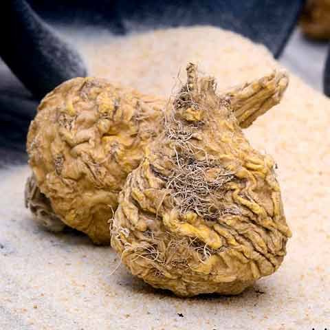 best maca root supplement for men